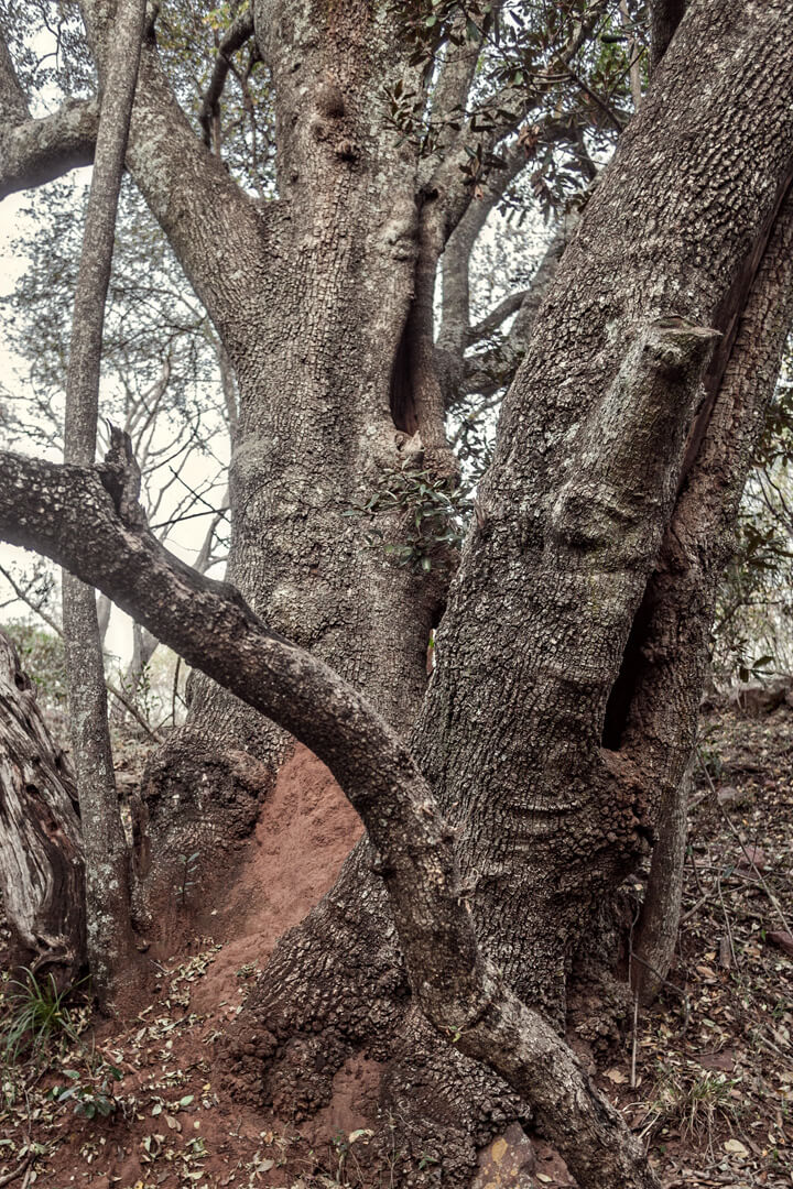 Among Others — Ben Viljoen, 2025